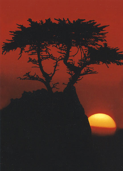 The Tree