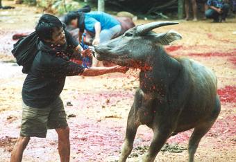 indonesian funeral