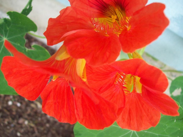 Nasturtium