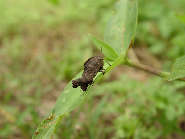 Brown Hopper