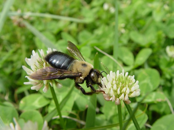 Free To Bee Where I Want To Bee...