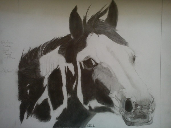 Painted Pony