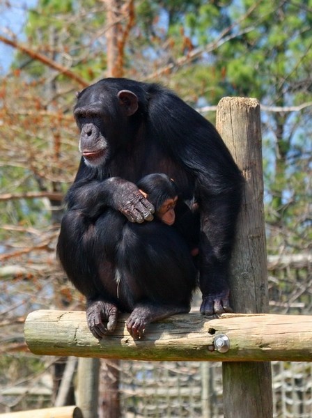 Mother and baby chimpanzee