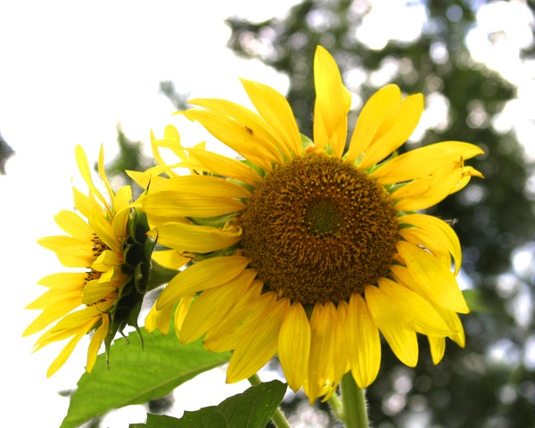 Sunflower 1