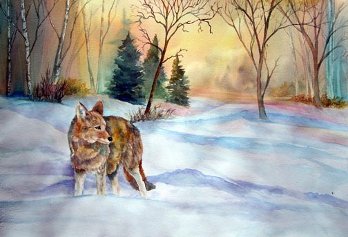 Coyote at Sunset
