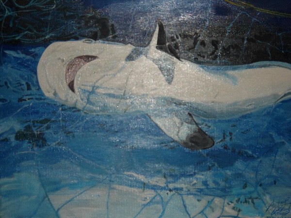 Poor Shark