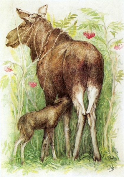Elks