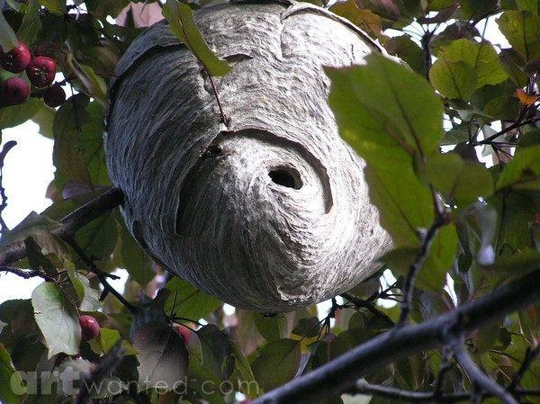 Wasp Nest