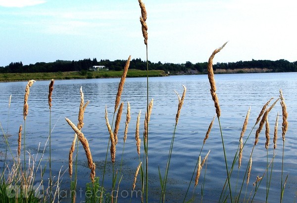  PEACEFUL REFLECTION