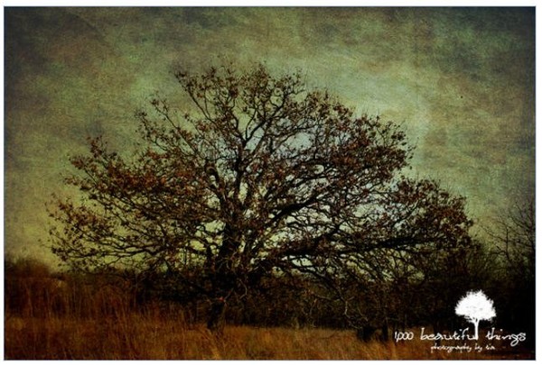 Tree of Life