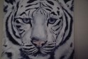 White tiger