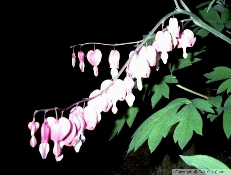 Bleeding Heart, Brooklyn Botanical Garden 05-02-2004