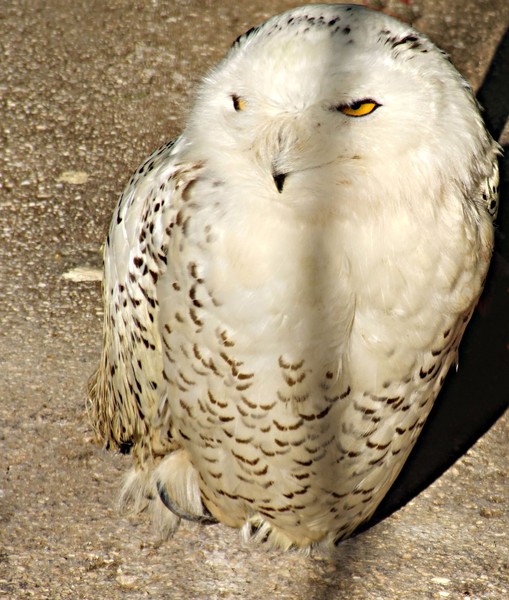 Snowy Owl