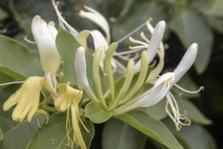 honeysuckle