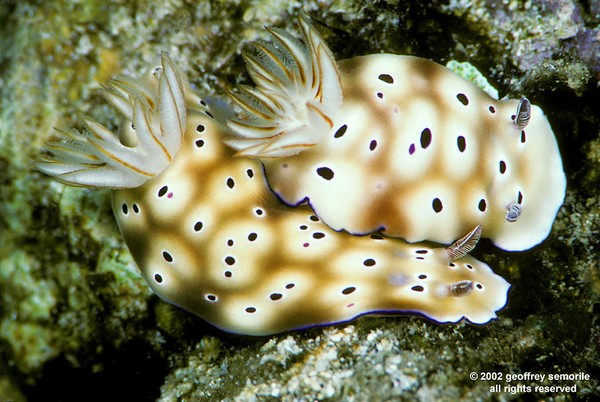 SPOTS BEFORE MY EYES