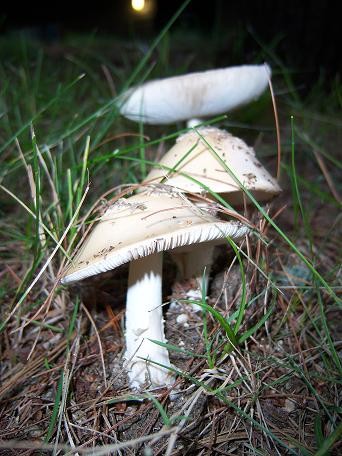 Mushrooms