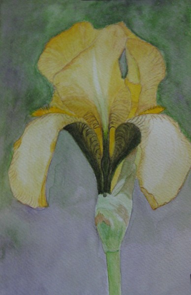 Yellow Iris