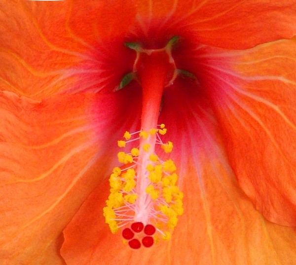 flower insides #4