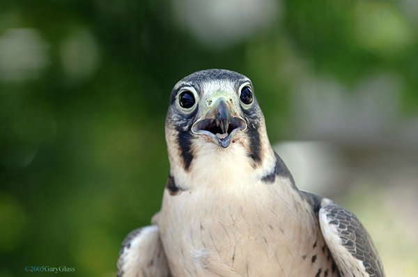 Surprised