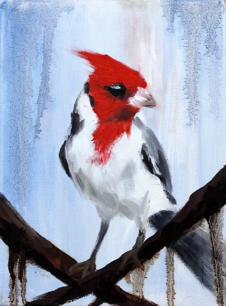 Red Crested Cardinal