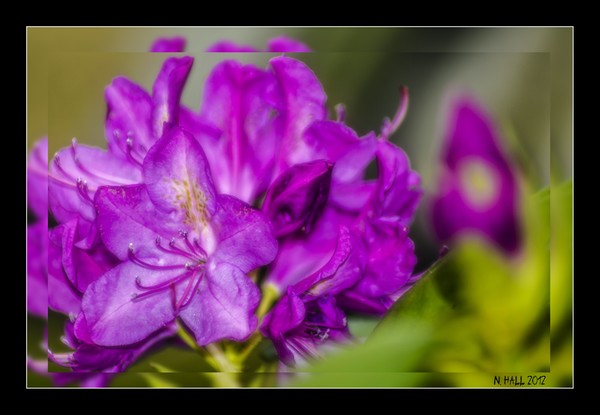 Rhododendren