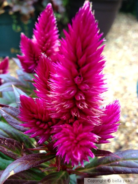 pink coleus
