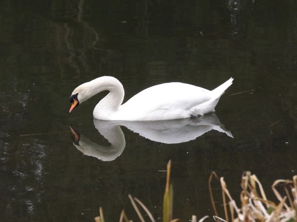 Head or heart Swan?