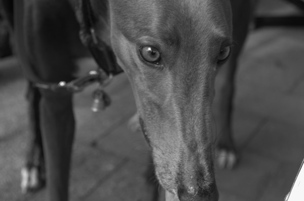 DSC 0055.NEF