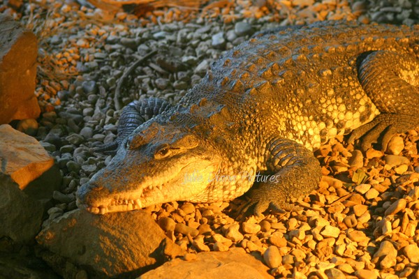 What a Croc!