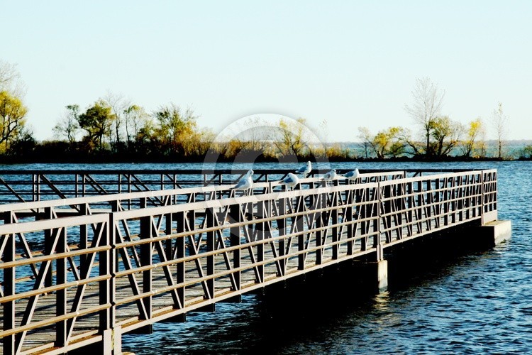 Birds Resting on a Dock in Spirit Lake Iowa
