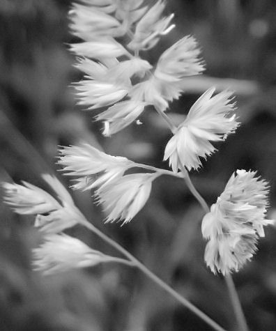 Hay: Black and White