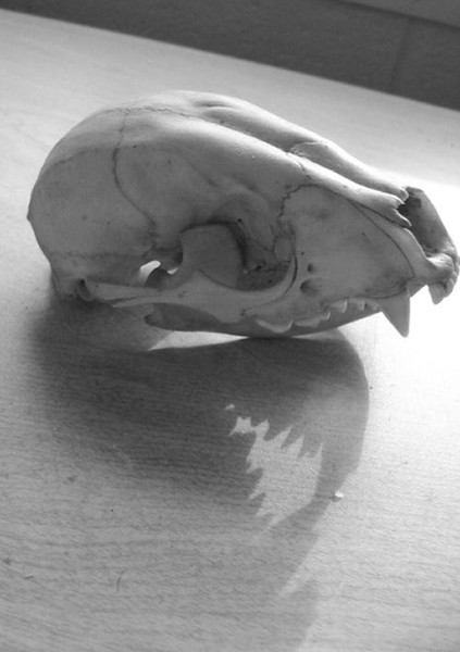 Coon Skull Imagery