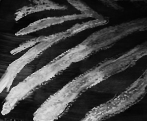 Zebra Design