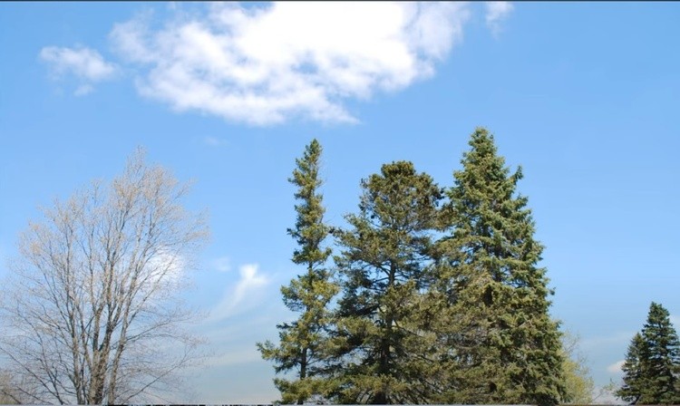 Dunnville Forest 22