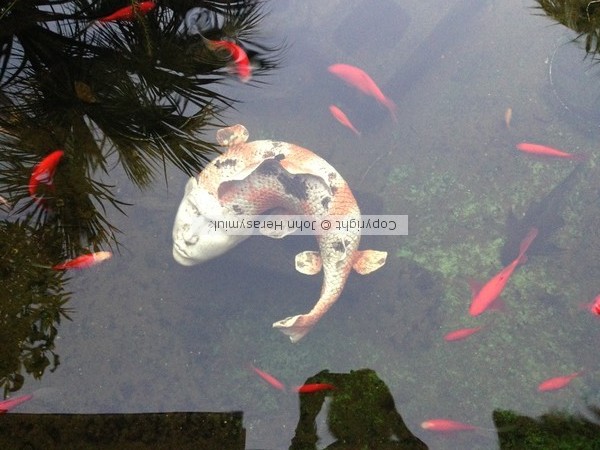 Pond Diety