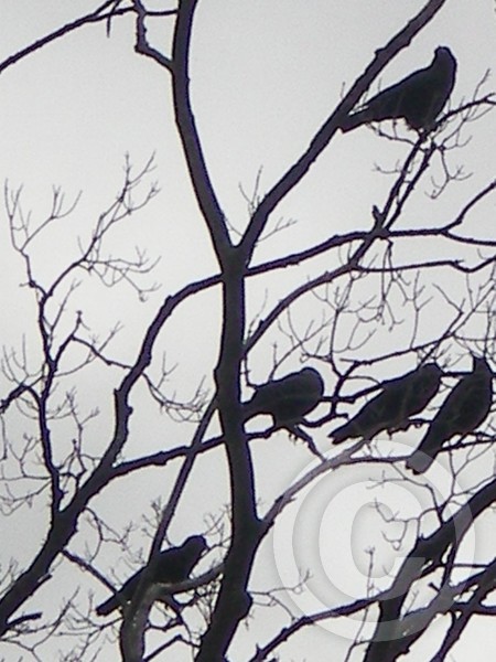 ...more crows!!!