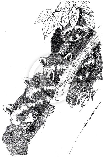 Raccoon brothers