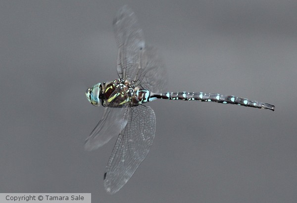 Blue Darner