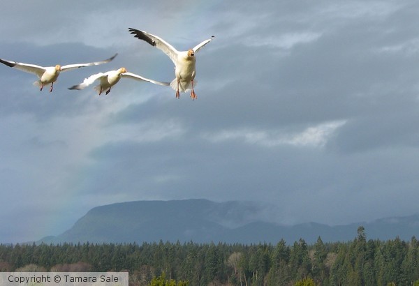 Snow Geese Arriving