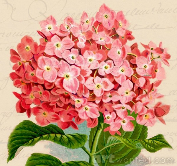 pink hydrangia vintage