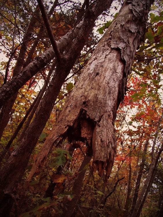 Tree Hanging from Under