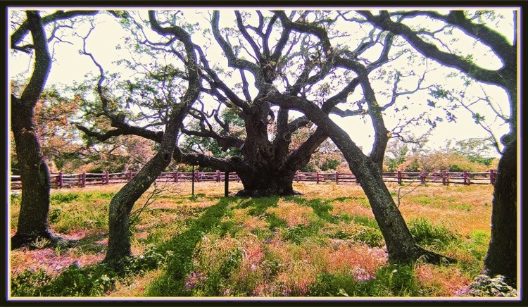 Sacred Crescent of Trees LIKENED smaller b