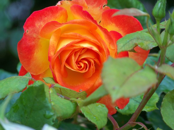 FIRE BALL ROSE