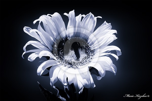 Sunflower in Blue