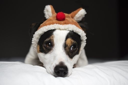 puppies (71)