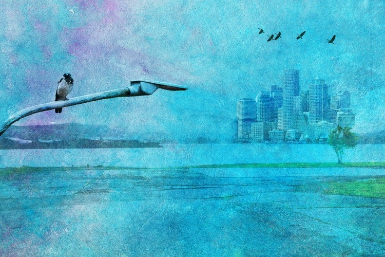 Urban Crow