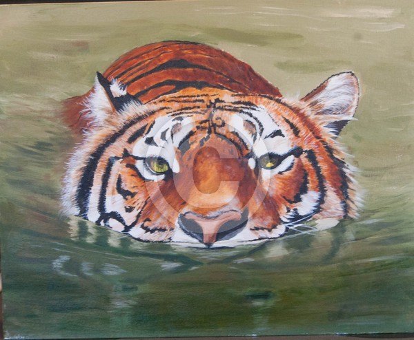 tiger swimming5 (1 of 1)