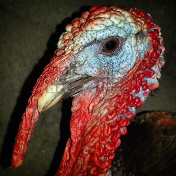  Turkey