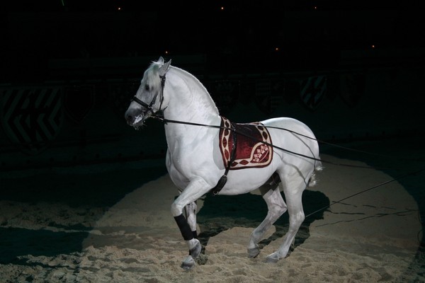 White Beauty