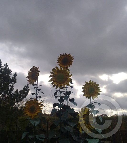 Triffids